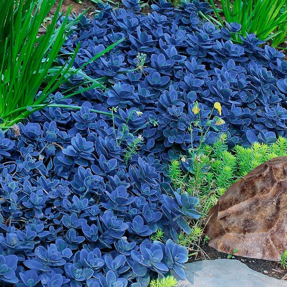 Преобразующий бирюзовый в саду